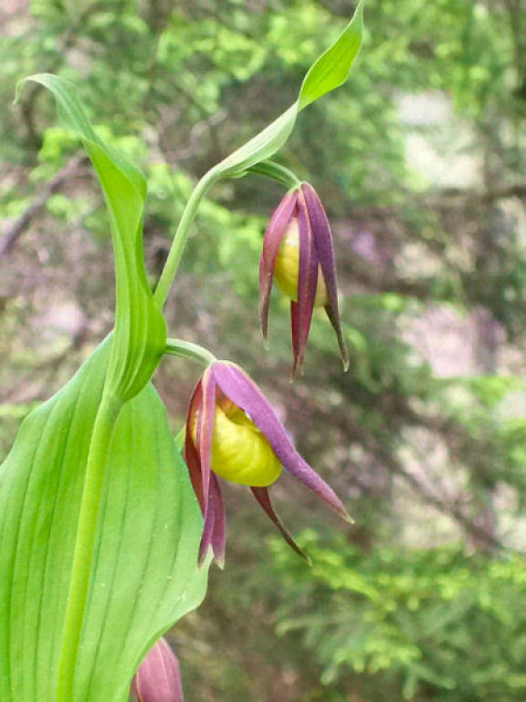 Cypripedium calceolus & C.